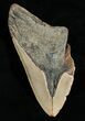 Bargain Megalodon Tooth #4984-1
